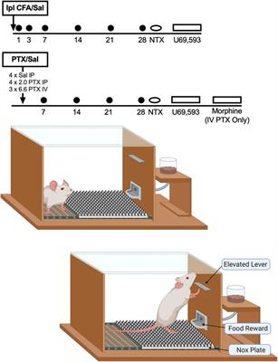 Resistance of Food-Maintained Operant Responding to Mechanical Punishment in Rats: Further Evidence for Weak “Affective/Motivational Pain” in Rat Models of Inflammatory and Neuropathic Pain